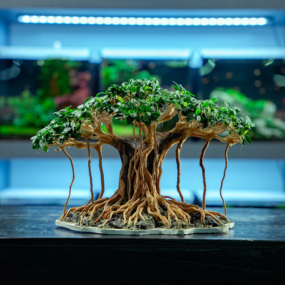 Bonsai Set