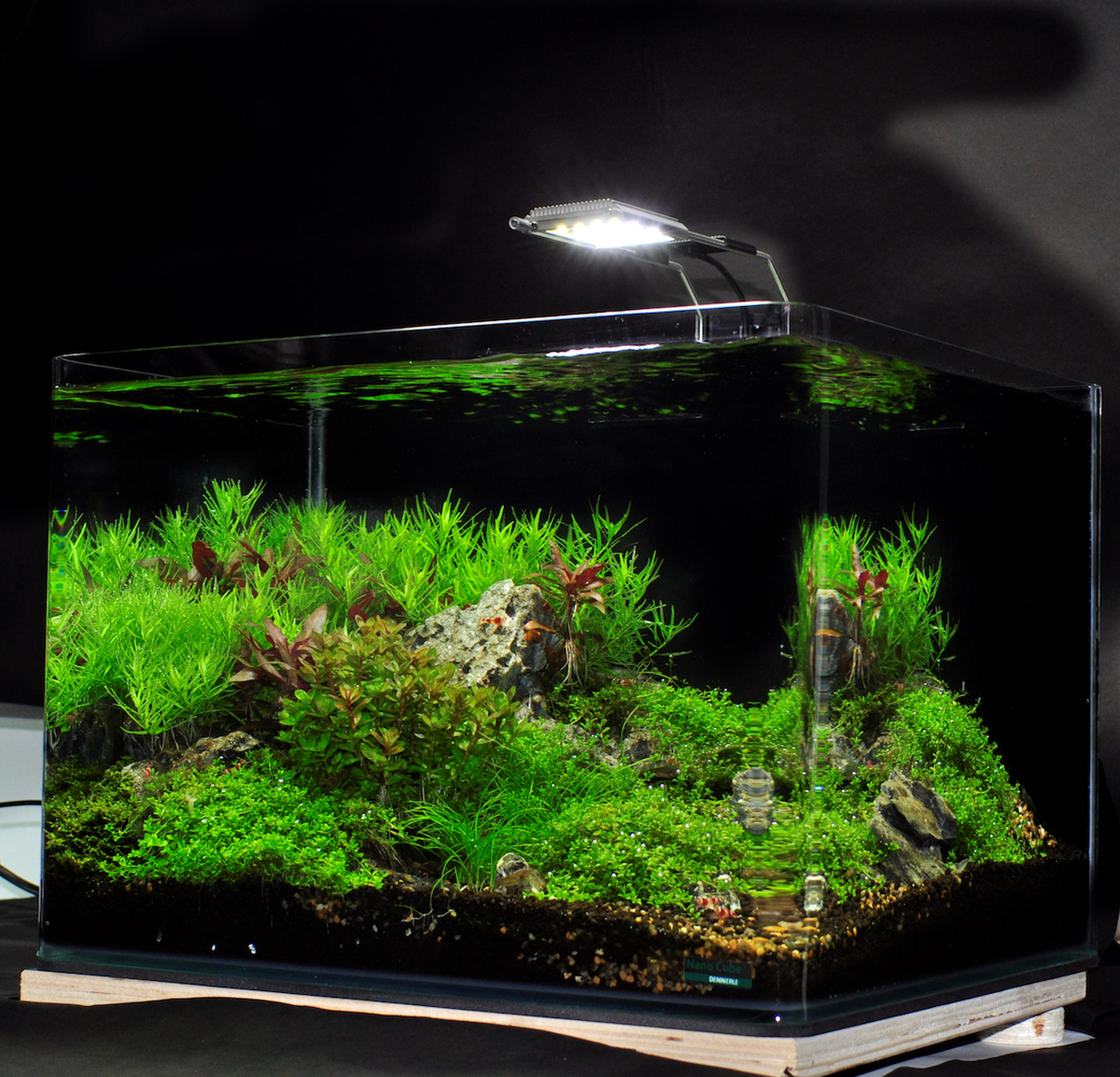 Aquascaping Tank Kit